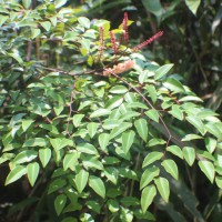 Adenanthera aglaosperma Alston